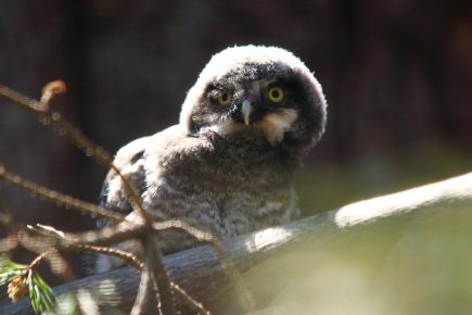 Eule aus dem Leningrader Zoo