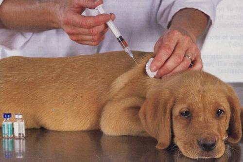 Die Wichtigkeit der Impfung Ihres Welpen und Hundes
