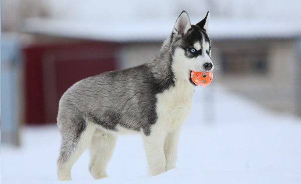 husky welpe