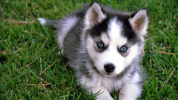 husky welpen lügen