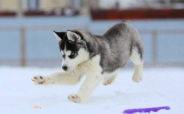 Husky Welpe springt