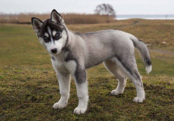 Husky sind die besten Hunde