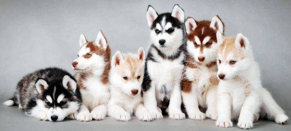 Siberian Husky Welpen