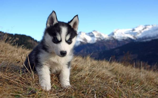 husky Welpe auf dem Rasen