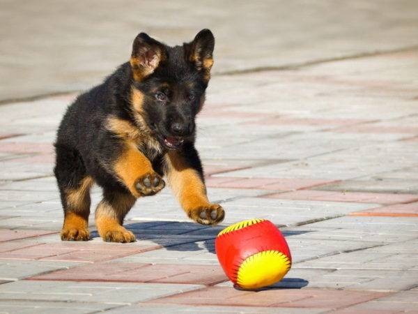 Deutscher Schäferhund und Ball