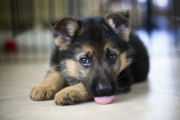 deutscher Schäferhund