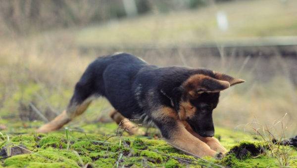 Deutscher Schäferhund spielt