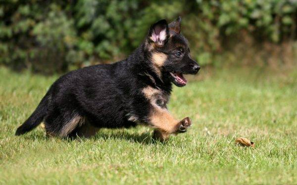 kleiner deutscher schäferhund