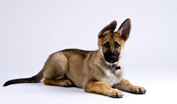 Deutscher Schäferhund 4 Monate