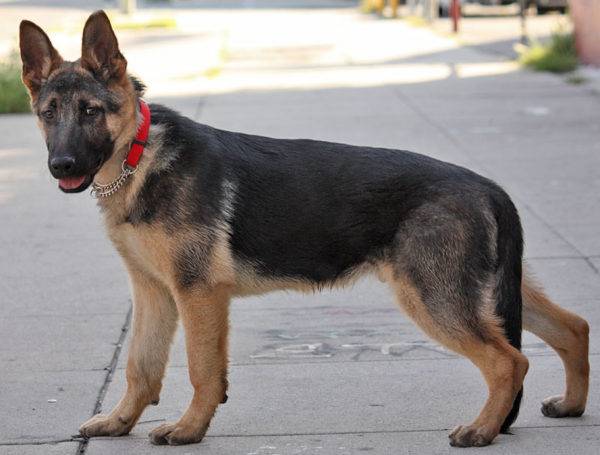 Deutscher Schäferhund 5 Monate