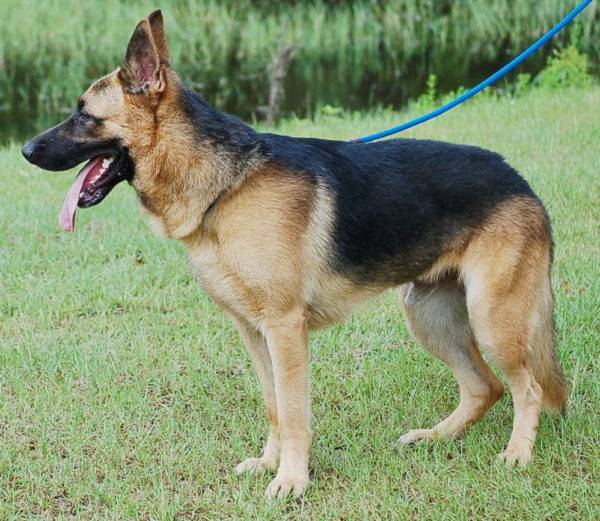 Deutscher Schäferhund pro Jahr