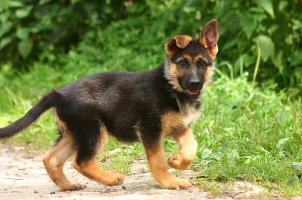 Schäferhundewelpenteam spazieren