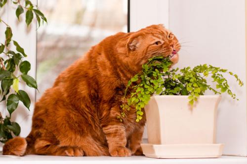 Giftige Pflanzen und Blumen für Katzen