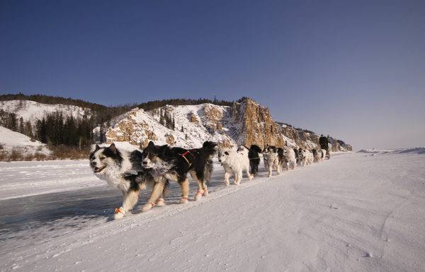 viele Yakut Huskies