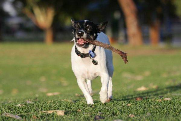 Japanischer Terrier mit einem Stock