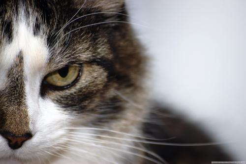 Die Körpersprache Ihrer Katze