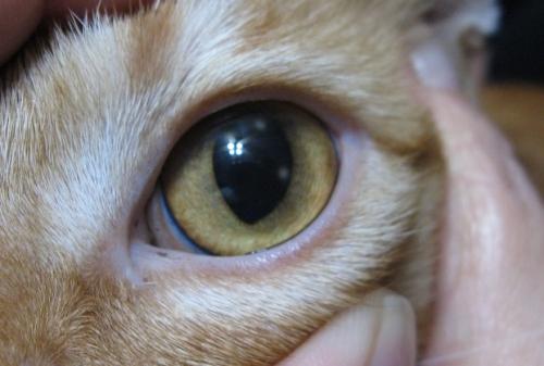 Hornhautgeschwür bei Katzen - Symptome, Diagnose und die Behandlung