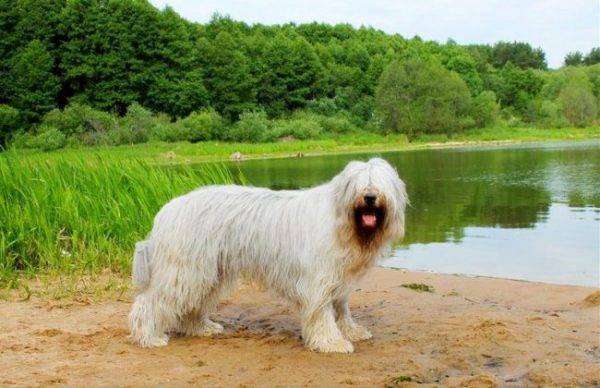 South Russian Shepherd in der Nähe des Sees