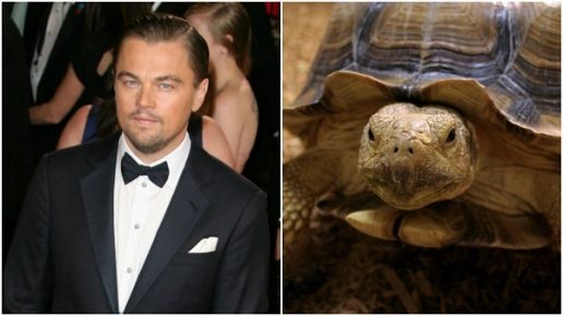 Leonardo DiCaprio und die Schildkröte